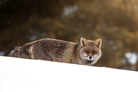 renard